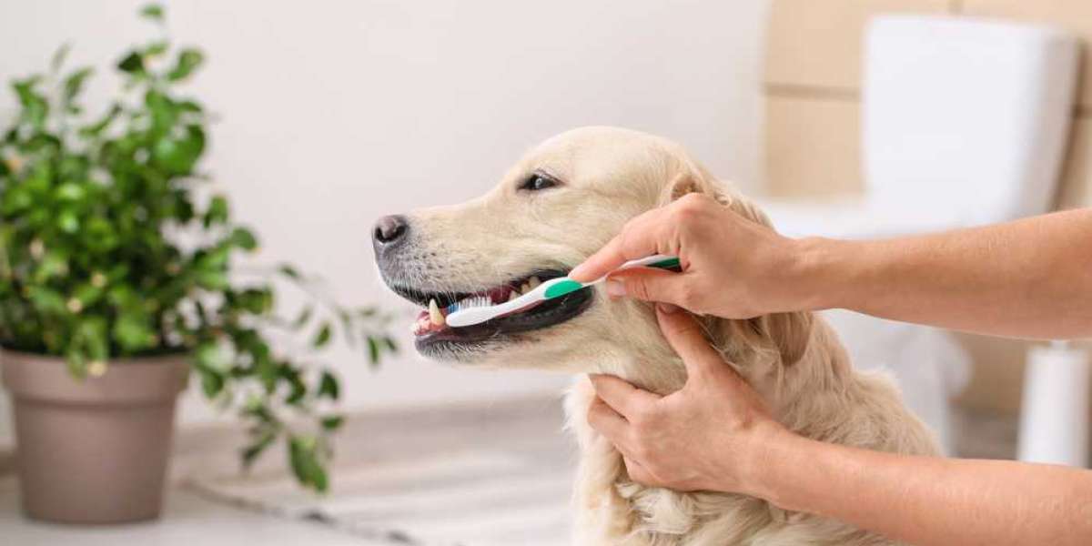 Dog Teeth Treats: How to Keep Those Chompers Clean