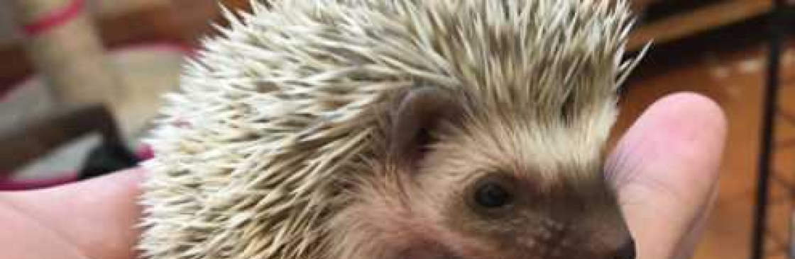 HEDGY LIFE Cover Image
