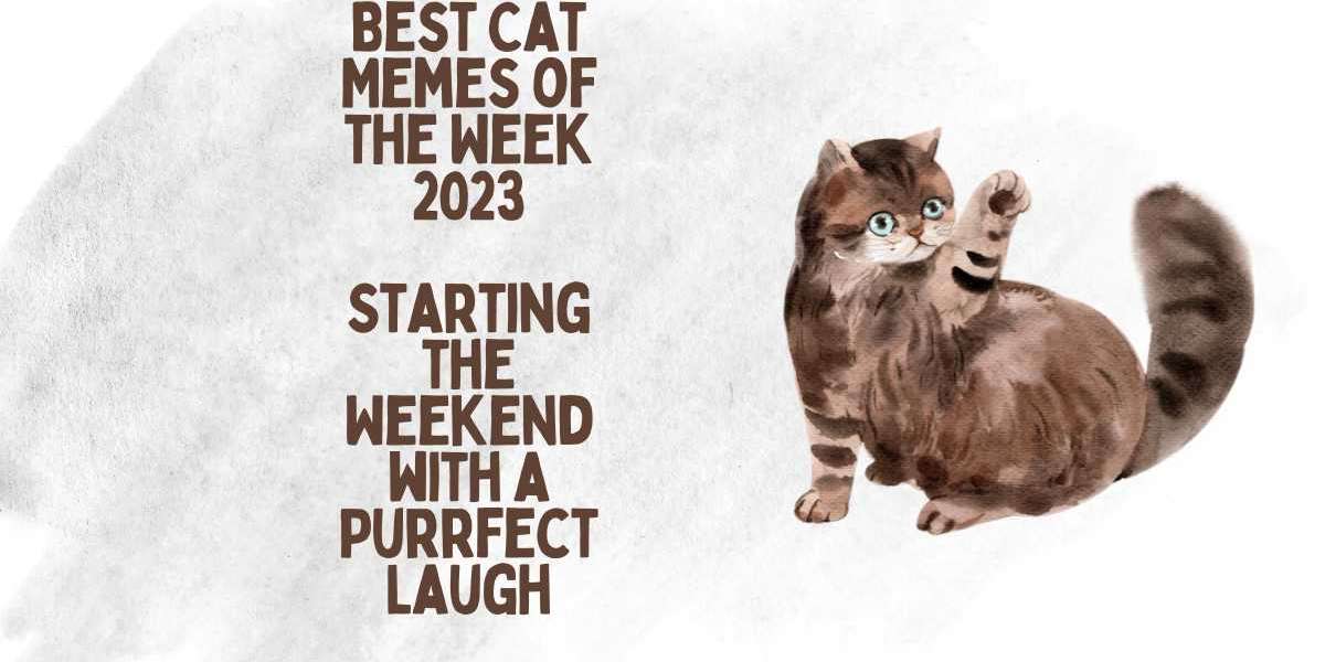 Feline Frenzy: The Evolution and Impact of Cat Memes on Internet Culture