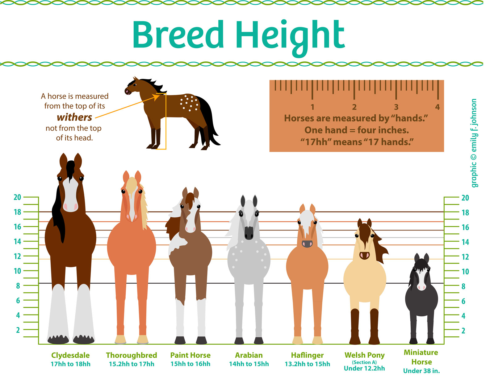A Look at Different Horse Heights - Horse Illustrated