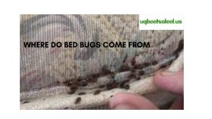 Where Do Bed Bugs Come From: Unravelling the Origins of These Unwanted Guests - Contacttelefoonnummer.com