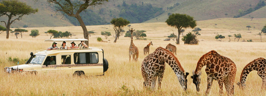 Professional Safari Africa Cover Image