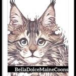 Bella Dolce Maine Coon Cattery Profile Picture